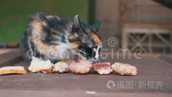 三色母猫在街上吃面包