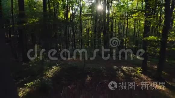 山上秋林树的航拍视频.. 自然绿木阳光背景