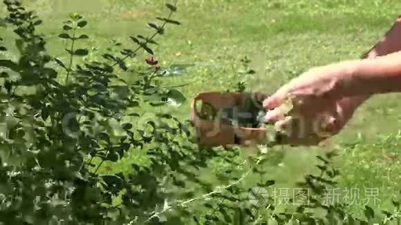 草药师手在花园里采摘薄荷草本植物叶子到柳条菜。 4K