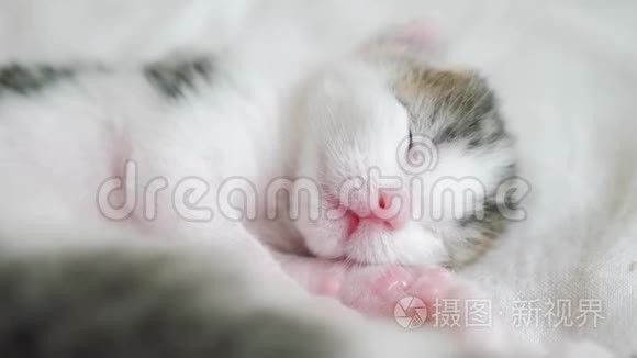 小可爱的新生小猫睡在床上。 小猫在梦中辗转反侧地嗅嗅和生活方式的抽搐