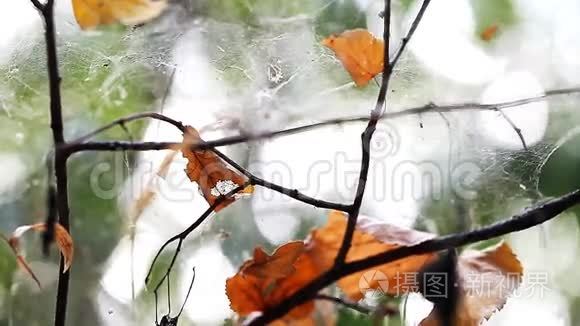 蜘蛛网在森林中的特写视频