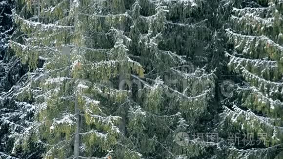 大片常绿冷杉背景下的大雪视频