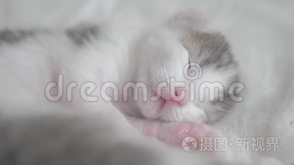 小可爱的新生小猫睡在床上。 小猫在梦中辗转反侧地嗅着生活方式和抽搐