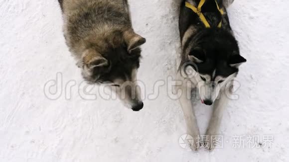 带着雪橇的狗视频