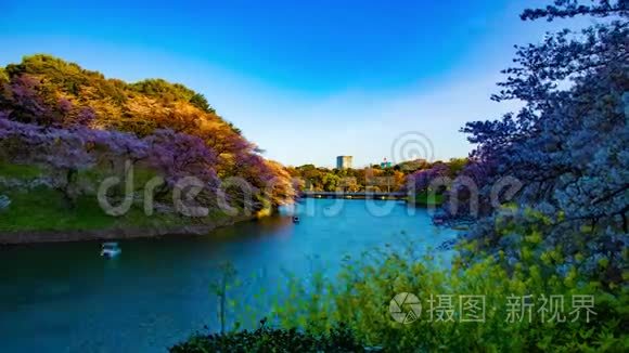 春景中东京樱花池塘日落时分视频