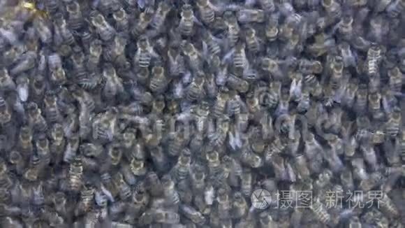 蜂群生活通过玻璃视频