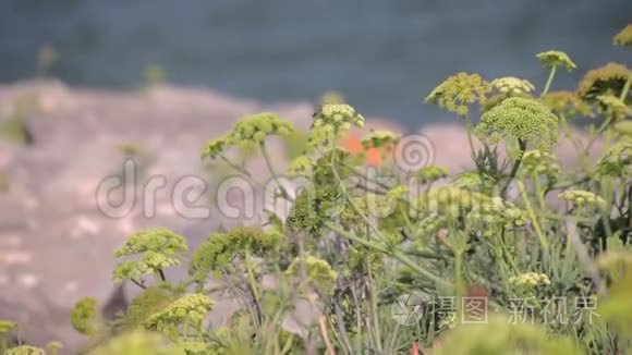 生长在地中海加泰罗尼亚海岸的草本植物。