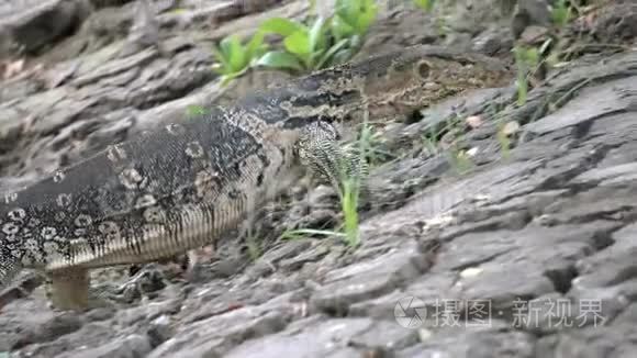 危险的蜥蜴捕食者野生条纹瓦兰，瓦兰纳斯救助器，在国家公园的地面上