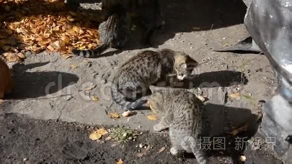 无家可归的猫和小猫吃面包