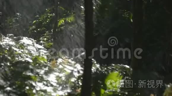 落雨下绿树枝.. 森林中的热带雨。 慢动作