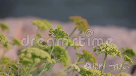 生长在地中海加泰罗尼亚海岸的草本植物。