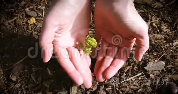 女人手里拿着植物发芽树视频