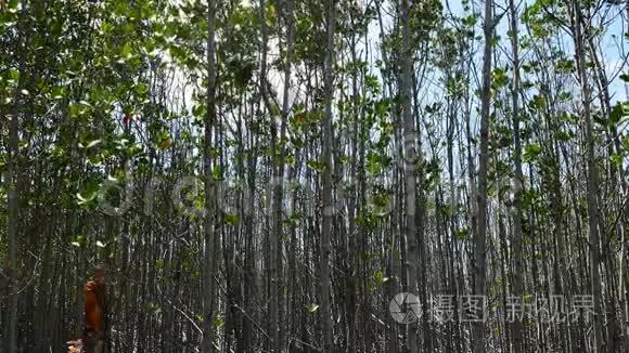 班塔扬红树林保护区视频