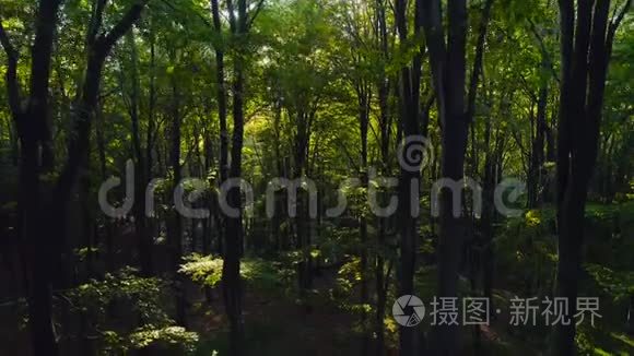 山上秋林树的航拍视频.. 大自然绿木阳光背景。