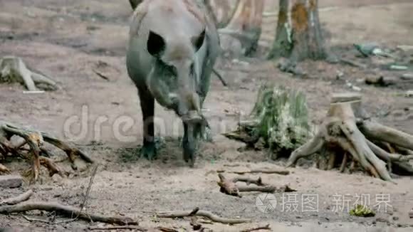 欧洲野猪在森林里游荡视频