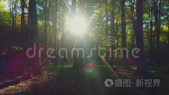 山上秋林树的航拍视频.. 大自然绿木阳光背景。