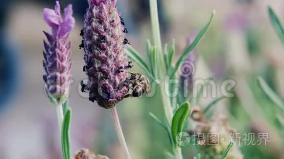 蜜蜂采花蜜视频