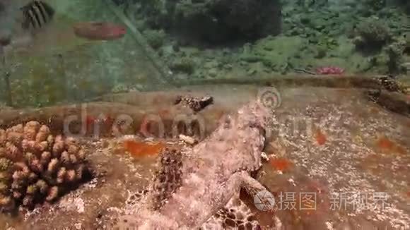 鳄鱼鱼在沉船上视频