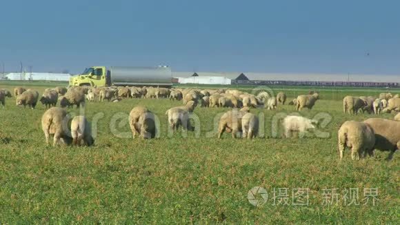 许多绵羊在田野里放牧视频