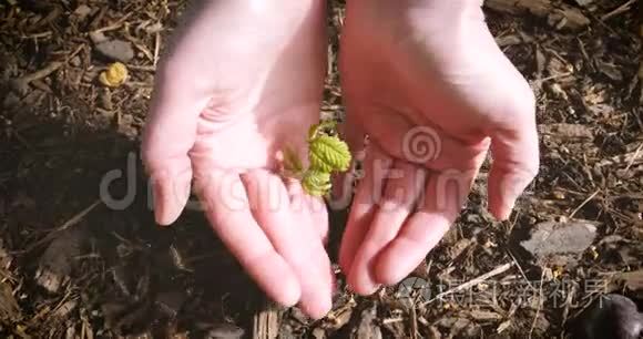 女人手里拿着植物发芽树视频