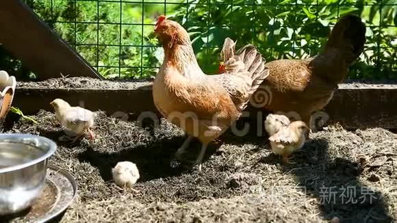 小鸡和小鸡一起散步视频