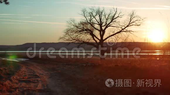 金色夕阳下的独孤树。 大自然道路上孤独的树的剪影，夕阳的生活方式，美丽的