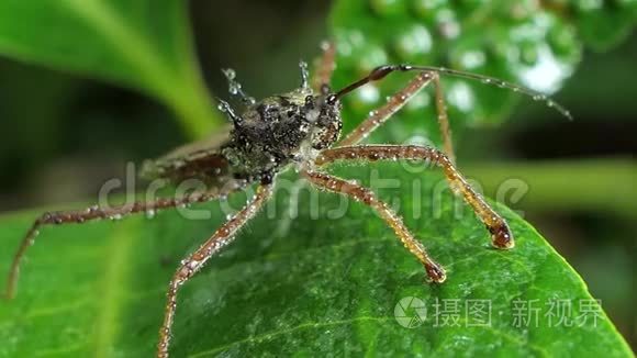 在树叶上刺客虫甲虫视频