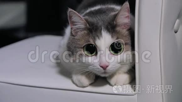 会说话的猫用一双大大的动画眼睛压着怜悯