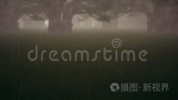 雨在黑暗的森林丛林中自然。 乡村风光。