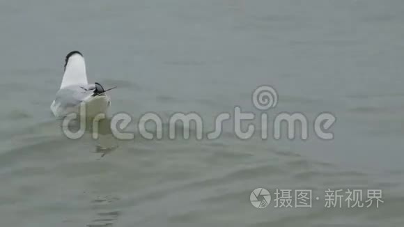 灰色海鸥在海洋中游泳视频