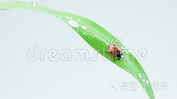 瓢虫坐在青草的绿叶上滴着水珠视频