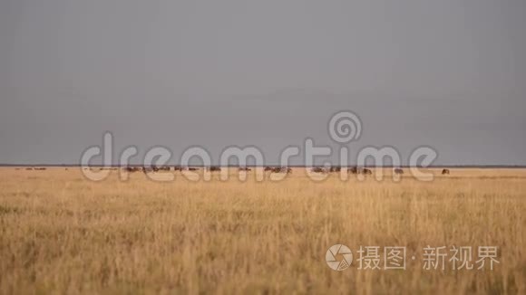 非洲野生动物野生动物视频