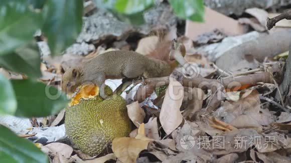 松鼠吃菠萝蜜视频