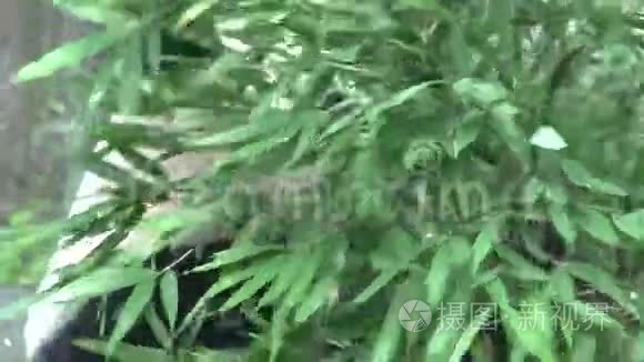 中国成都一只熊猫吃竹子视频