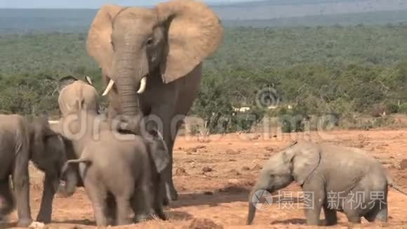 在热带草原上行走的非洲大象群视频