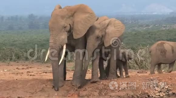 在热带草原上行走的非洲大象群