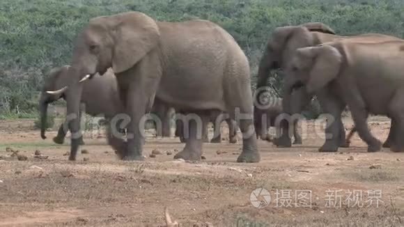在热带草原上行走的非洲大象群视频