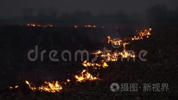 野火发生在田野上视频