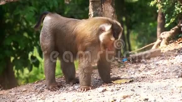 猴子从地上吃土豆视频