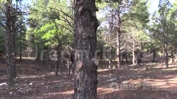森林里的公牛麋鹿视频