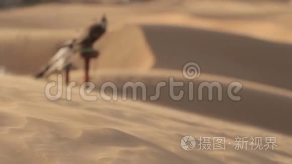 迪拜沙漠里的猎鹰视频