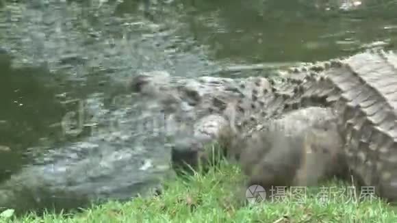 尼罗河鳄鱼游泳半淹没在水中视频