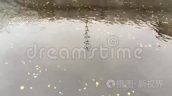 一只鸭子沿着城市的河道漂浮视频