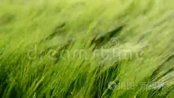年轻的绿色黑麦在风中接近