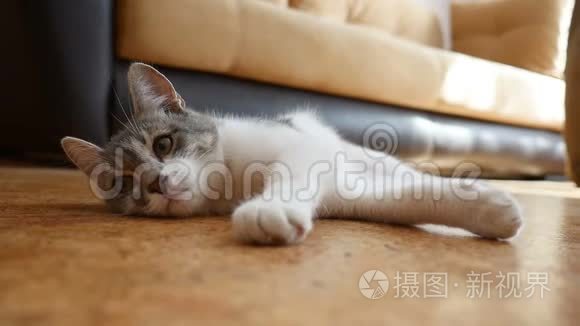 猫在室内的地板上休息。可爱的猫咪休息