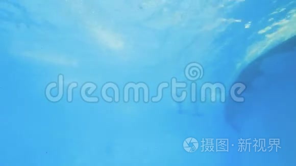 海豚潜水和浮出水面视频