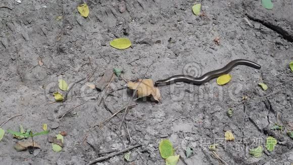 自然环境中的平滑蛇