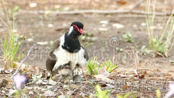 红瓦拉普温Vanellus Indicus。