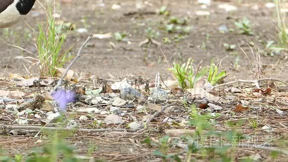 红瓦拉普温(Vanellus Indicus)。