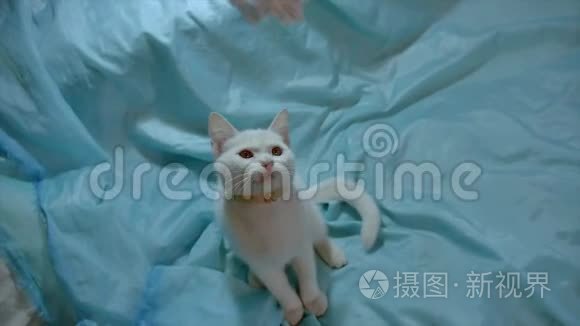 小猫用一张纸玩。 白猫在室内玩